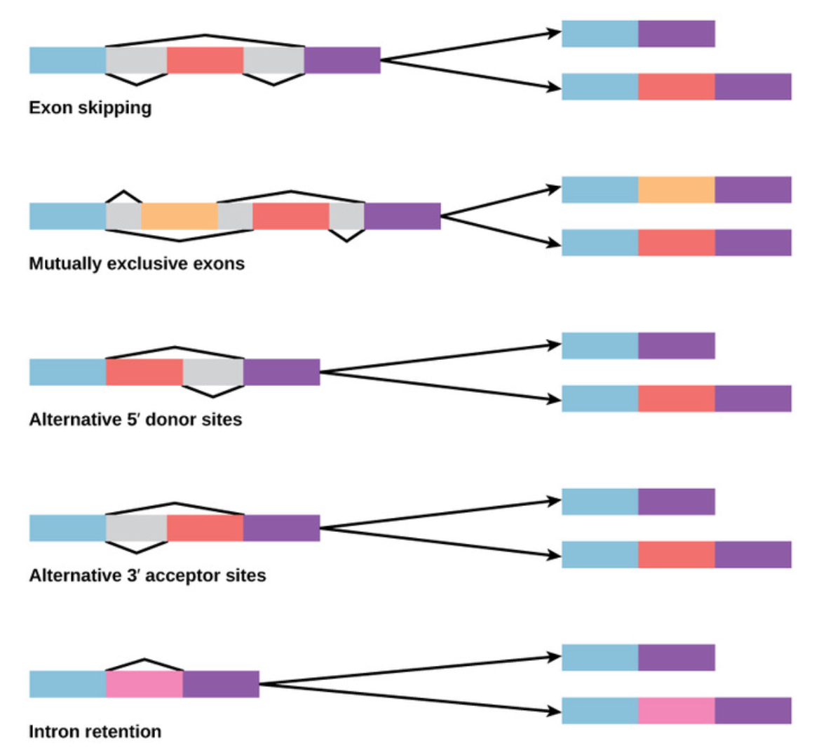 Whole Transcriptome Sequencing